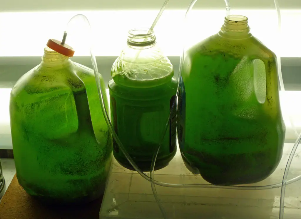 phytoplankton culture set up for growing phytoplankton at home