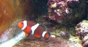 Clownfish eggs third day post spawn