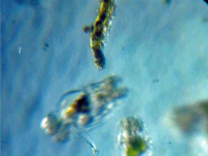 culturing saltwater rotifers