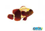 rare premium goldflake maroon clownfish from ORA
