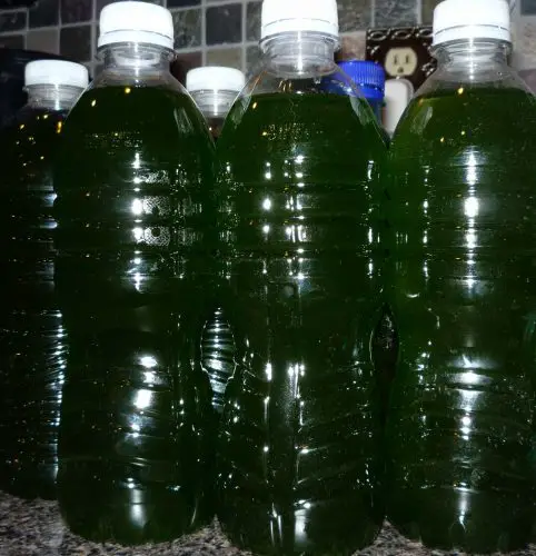 Bottles of phytoplankton for direct dosing