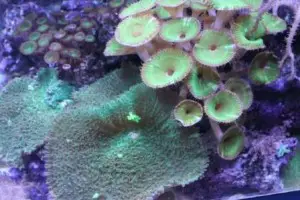 palytoxin can cause injuries