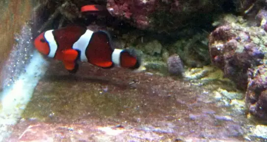 Clownfish egg development proceeds as the eggs get larger
