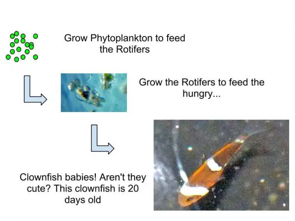 Feeding the clownfish larvae (also known as clownfish babies) rotifers