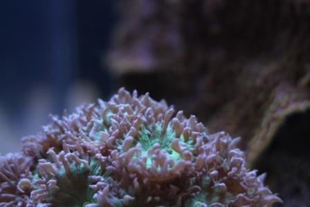 duncan corals