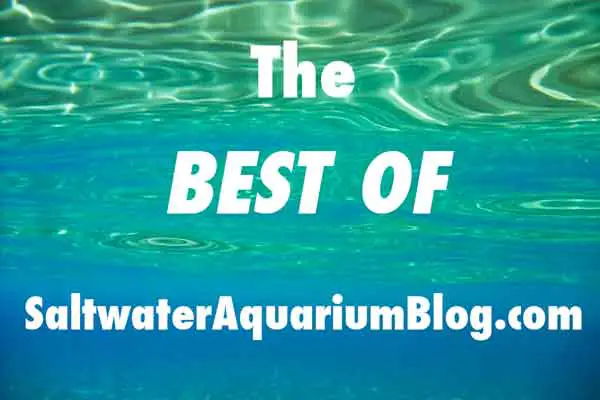 best of saltwater aquarium blog