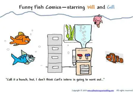Funny Fish picture