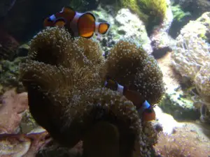 clownfish and their anemones