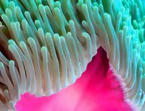 magnificent sea anemone