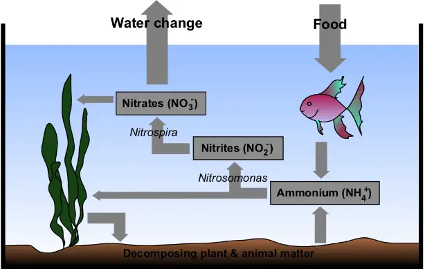 nitrogen cycle and new tank syndrome
