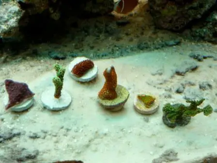 how to frag corals