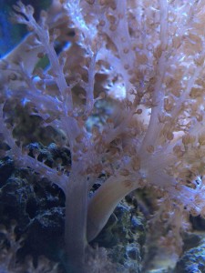 success fragging capnella coral