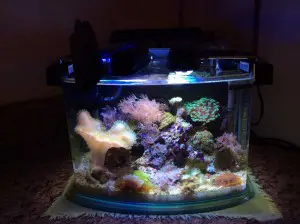 tank full of coral frags