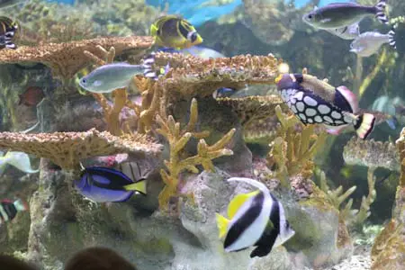 saltwater aquarium
