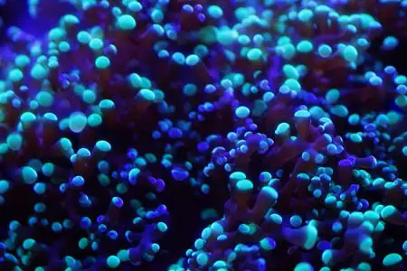 frogspawn LPS coral