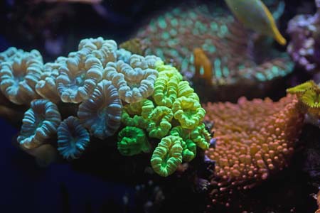 LPS Corals like the candy cane coral are great for beginners