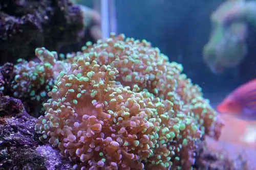frogspawn coral 2