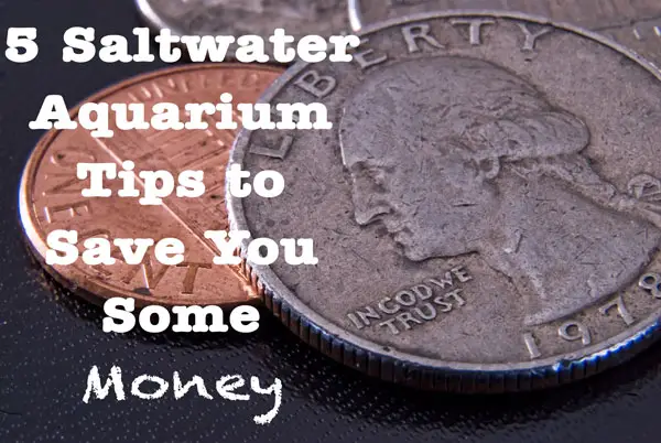 Saltwater Aquarium Tips to help you save money