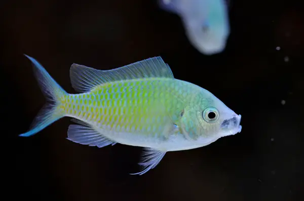 green chromis is one of the most popular saltwater fish