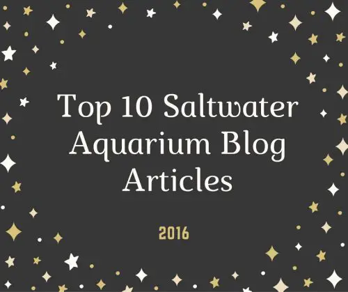 Top 10 Saltwater Aquarium Blog Articles