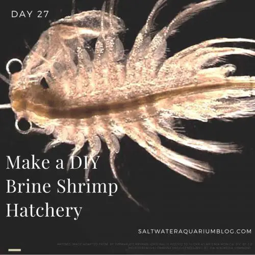Build a DIY Brine Shrimp Hatchery