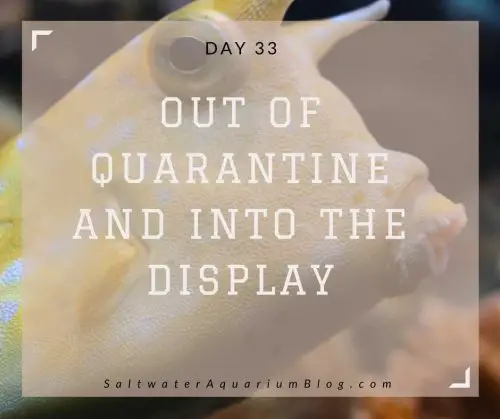 Out of quarantine