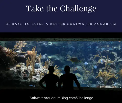 31 Days to Build a Better Saltwater Aquarium Challenge