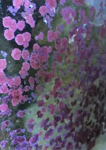 Coralline algae on glass