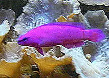 Orchid Dottyback in a saltwater aquarium