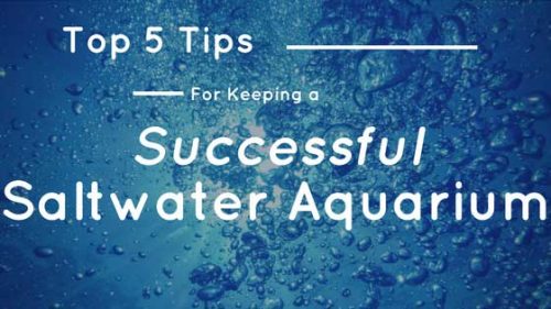 Top 5 tips for keeping a successful saltwater aquarium