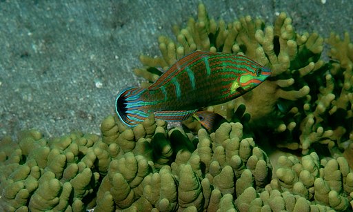 Couple of Melanurus Wrasses (Halichoeres melanurus)