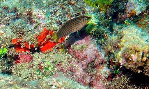 Female Melanurus Wrasse (Halichoeres melanurus)