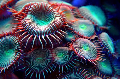 smukke grønne dyr koraller
