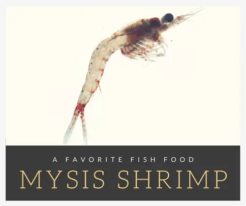 Mysis Shrimp: A Favorite Fish & Coral Food - Saltwater Aquarium Blog